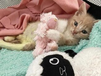 fn-2025-12-09-01-24-32-263