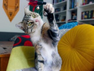 346871706_611014397648022_6405374181272223434_n-326x245